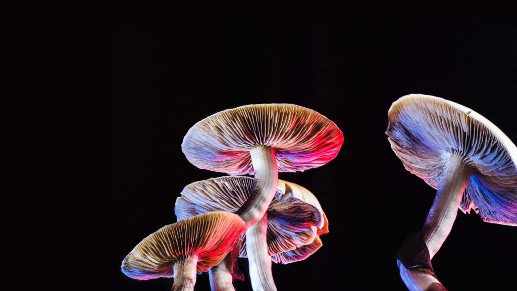 Enchanting Fungal Delights: Vibrant Lights Embrace Mesmerizing Magic Mushrooms on a Minimalist Canvas Wallpaper