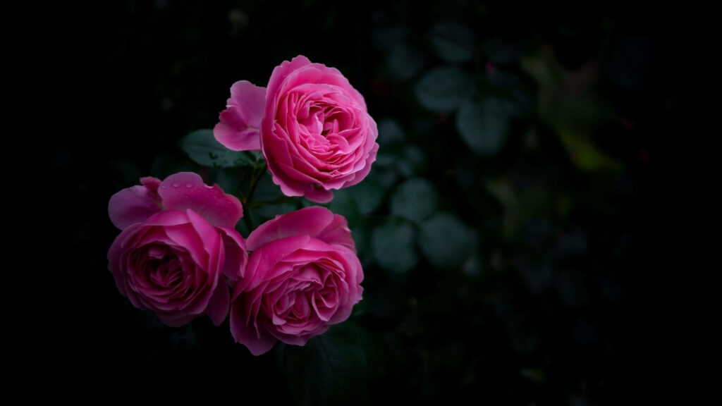 Enchanting Roses: Black HD Desktop Wallpaper with Captivating Low-Light Effects