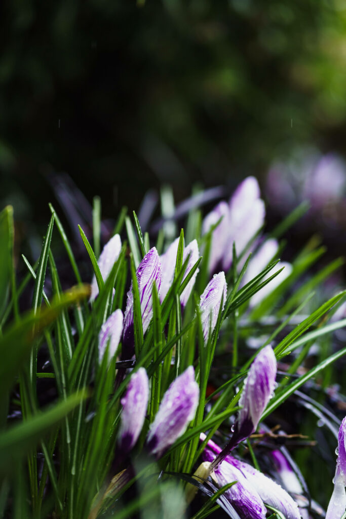 Enchanting Water Bloom: Captivating Purple Autumn Crocus amidst Lush Green Foliage - Delightful Flower Mobile Background Wallpaper