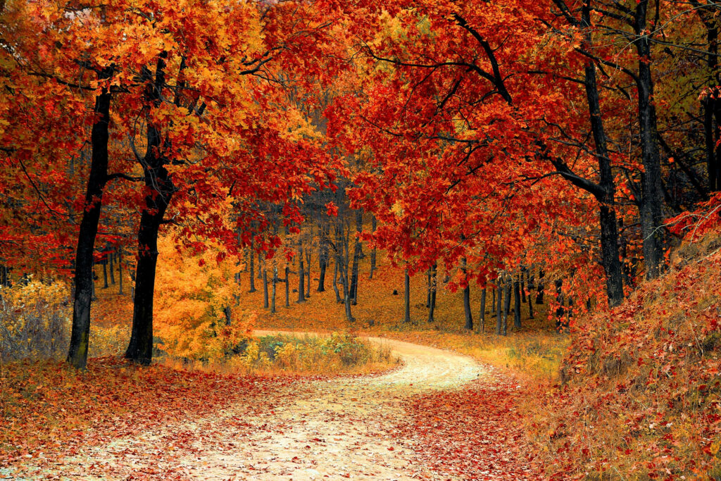 Enchanting Pathway: A Captivating Autumn Journey Amidst Vibrant Shades of Red and Orange Wallpaper