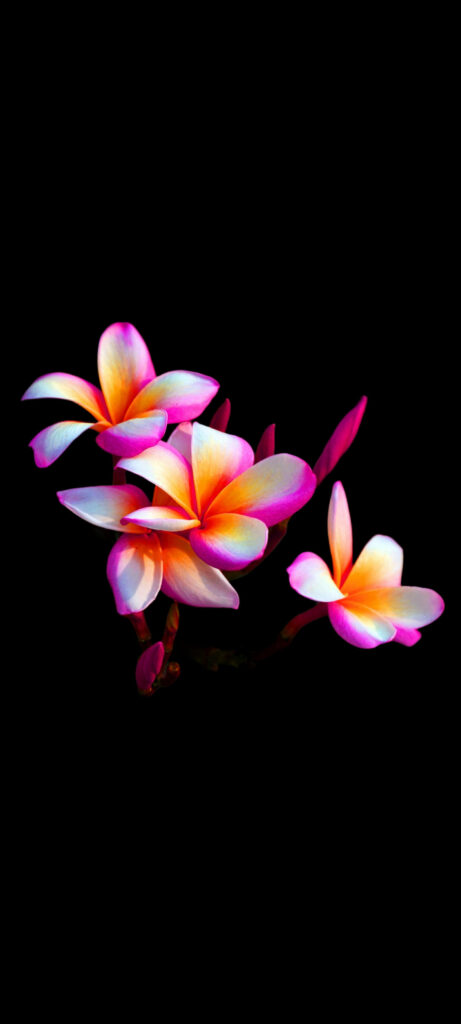 Captivating Plumeria Floral Mobile: Vibrant Yellow, White, and Pink Blossoms against a Striking Black Background Wallpaper