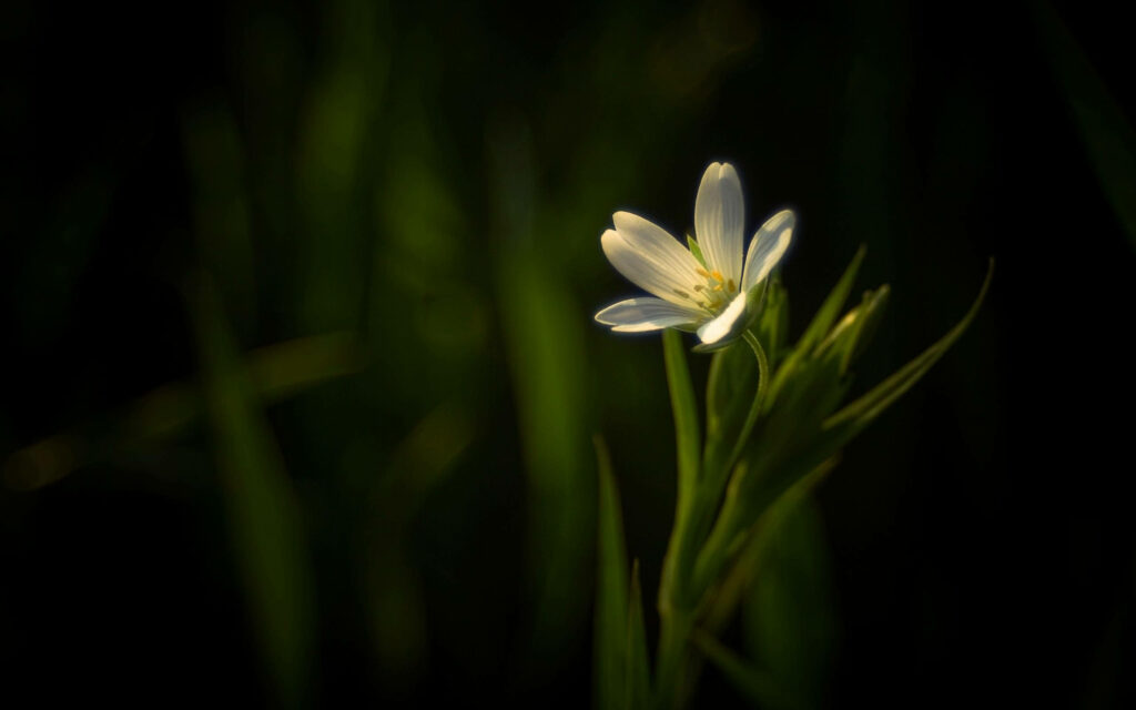 Enchanting Floral Wallpaper with Dark Background & Soft Light