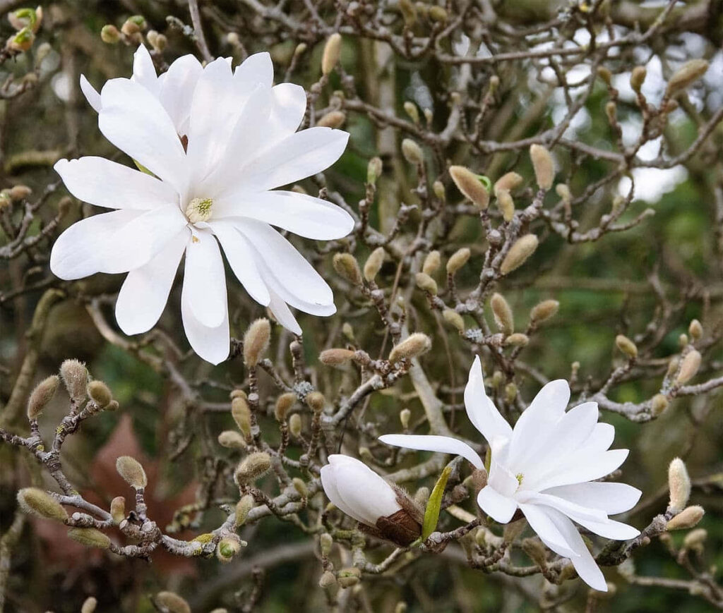 Elegant Flower Tree Wallpaper: Serene White Blossoms Background