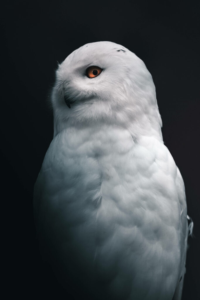 Ethereal Encounter: Graceful Snowy Owl in Enchanting Side Profile with Artistic Vignette - Majestic Owl Background Picture Wallpaper