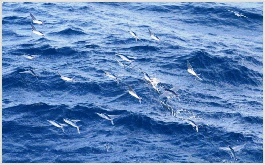 Enchanting Flying Fish Wallpaper over Deep Blue Ocean Waves