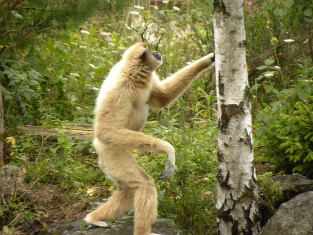 Forest Encounter: Majestic Golden-cheeked Gibbon Walking Towards Towering Tree Wallpaper