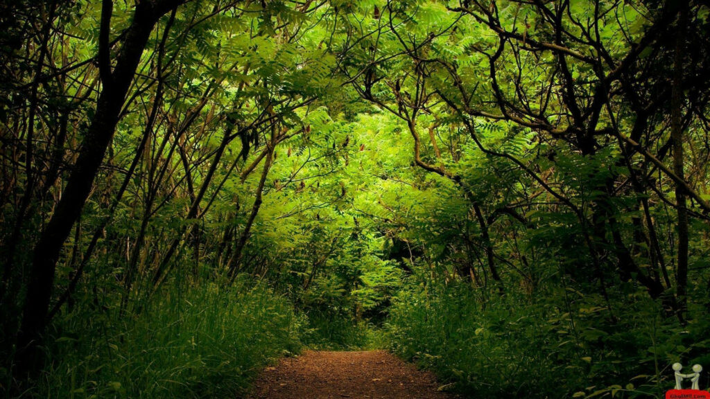 Lush Nature's Path: A Verdant Canopy Envelops a Serene Forest Trail Wallpaper