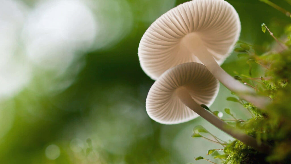 Enchanting Fungal Canopy: Immersive Forest Floor Wallpaper