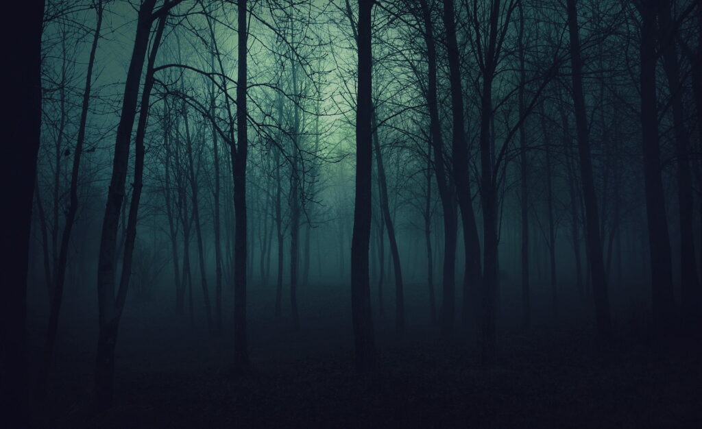 A Dark Forest Illustration in HD Wallpaper Background Photo