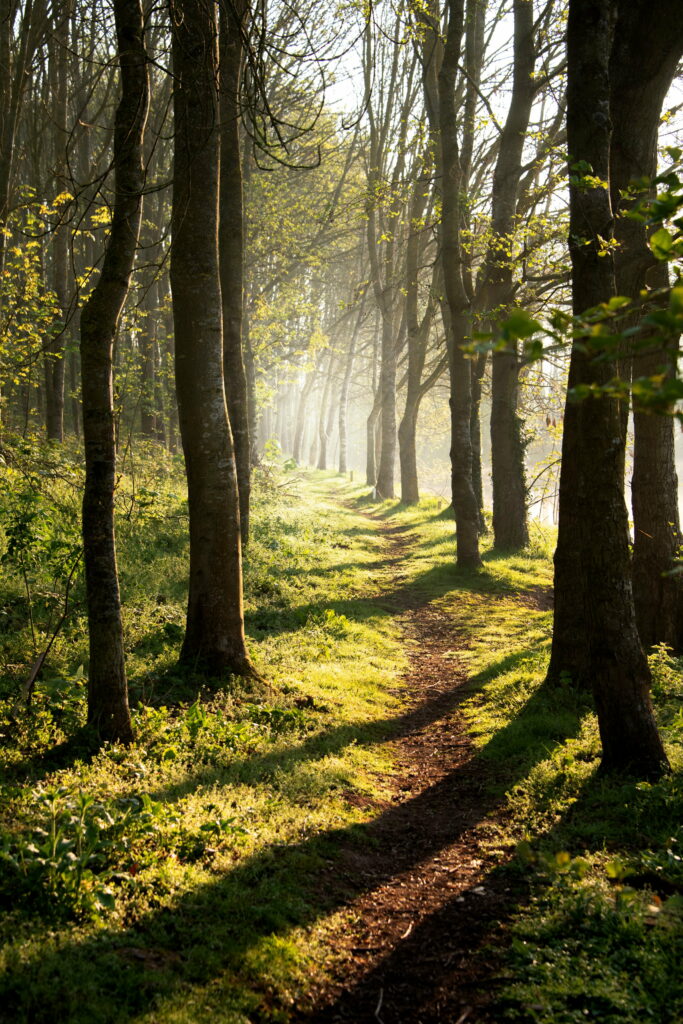 Enchanted Forest Journey: Majestic Trees and Sunlit Path Create Captivating Shadows Wallpaper