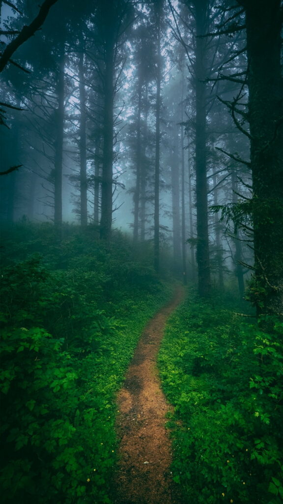 Enchanting Forest Path: A Captivating HD Wallpaper Background for your Phone