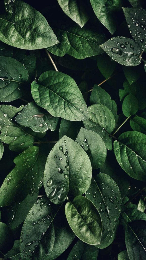 Dew-kissed Foliage: Vibrant Green Leaves Adorned in Raindrops - Serene iPhone Background Wallpaper