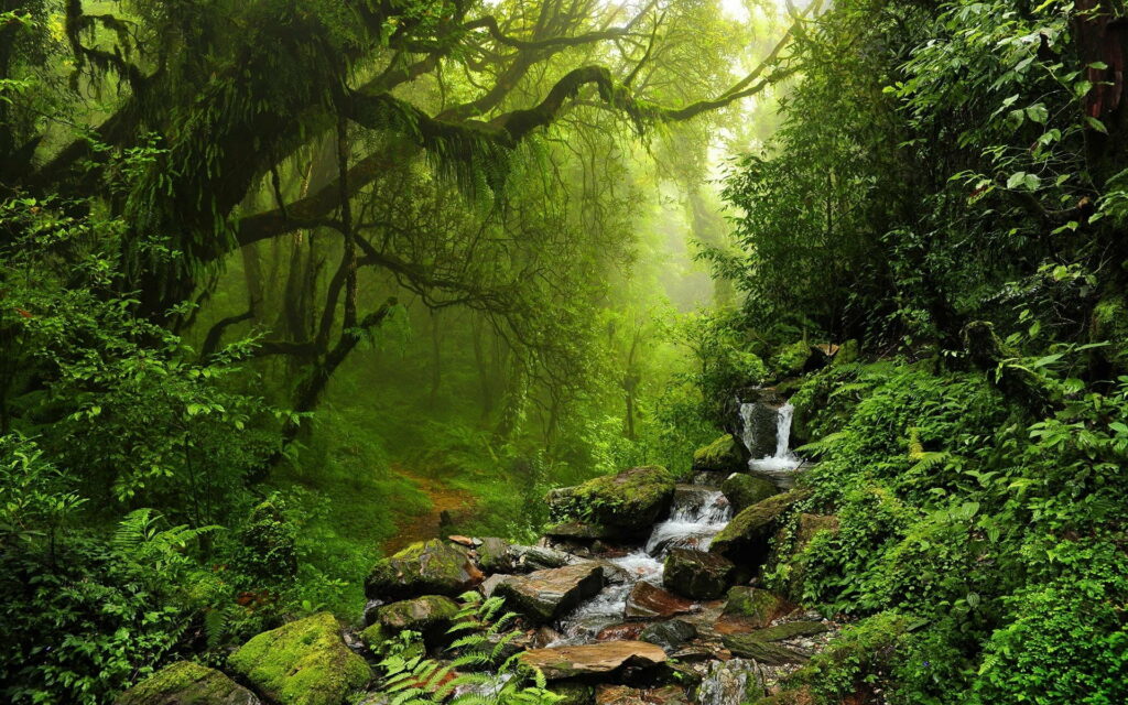 Majestic Wilderness: Tranquil Forest Stream Embraced by Towering Trees Wallpaper