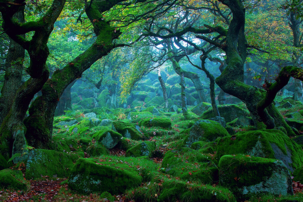 Enchanting Forest Wallpaper: Serene Green Trees & Mossy Rocks