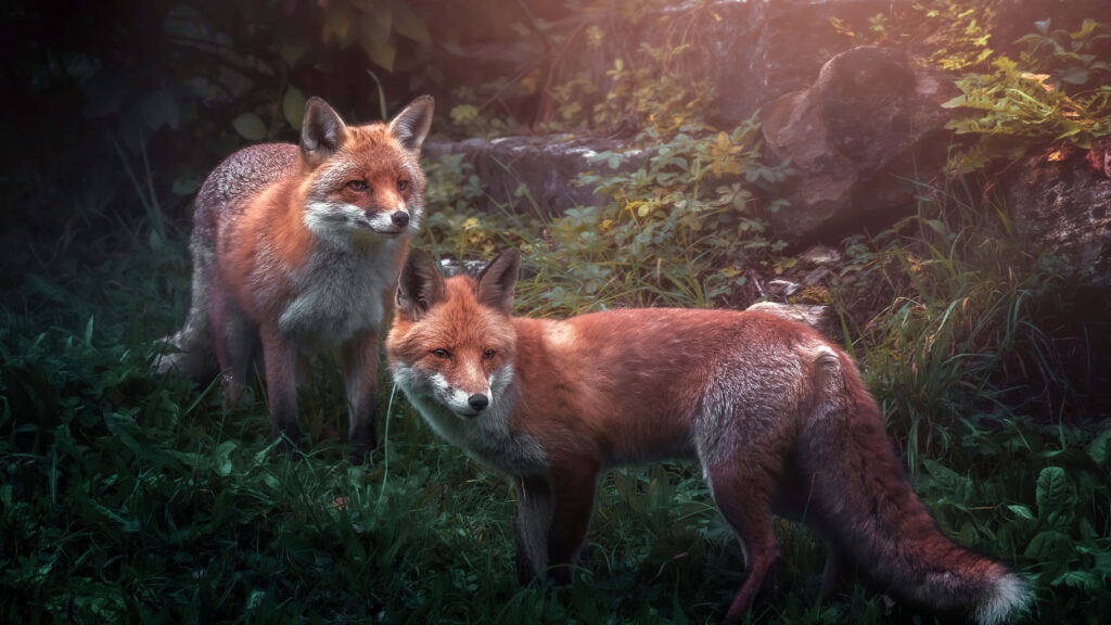 Enchanting Foxes in Mystical Forest Wallpaper - Lush Greenery