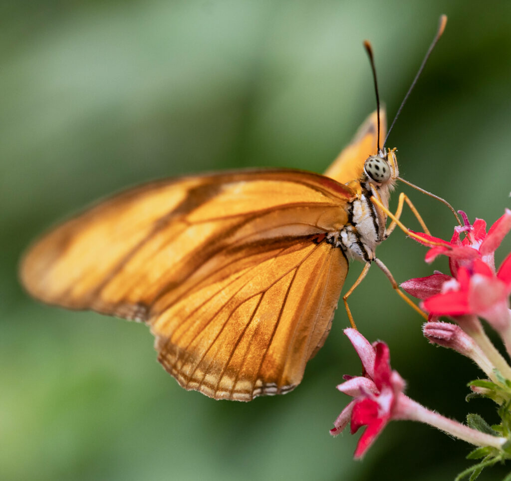 Nature's Splendor: Majestic Butterfly Rests Amidst Vibrant Garden Blooms Wallpaper