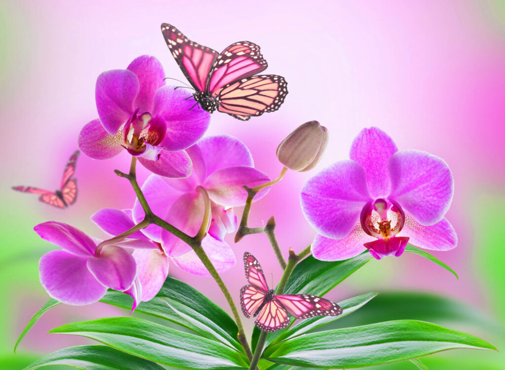 Blooming Orchids and Enchanting Pink Butterflies: A Captivating Floral Delight Wallpaper