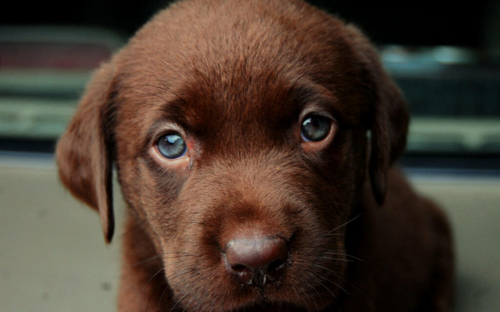 Enchanting Portrait of an Adorable Dark Brown Labrador Puppy with Striking Green Eyes - Charming Puppy Background Snapshot Wallpaper