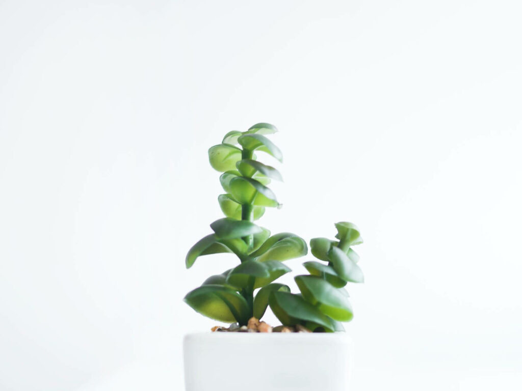 Lush and Vibrant Green Plant on Sleek White Pot: Captivating Image on Glowing 4k White Backdrop Wallpaper