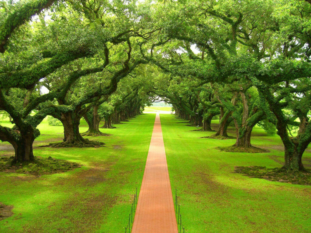 Pathway to Serenity: Captivating Green Nature Background with Lined Rows of Trees in a Garden Wallpaper
