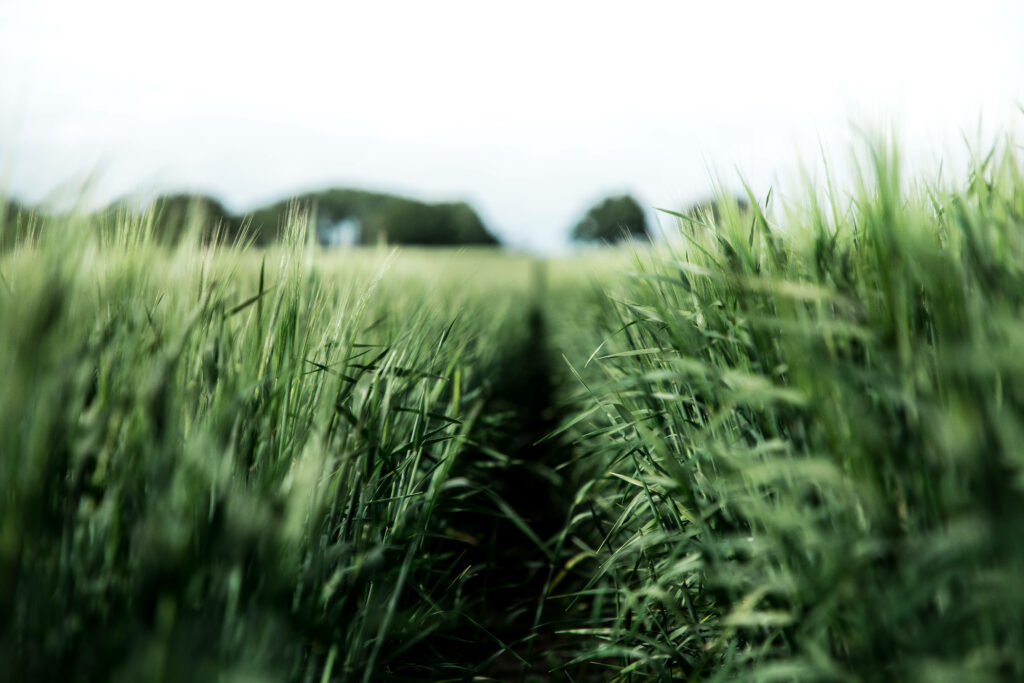 The Vibrant Tapestry of a Pristine Rye Field: An Enchanting Green Oasis Wallpaper