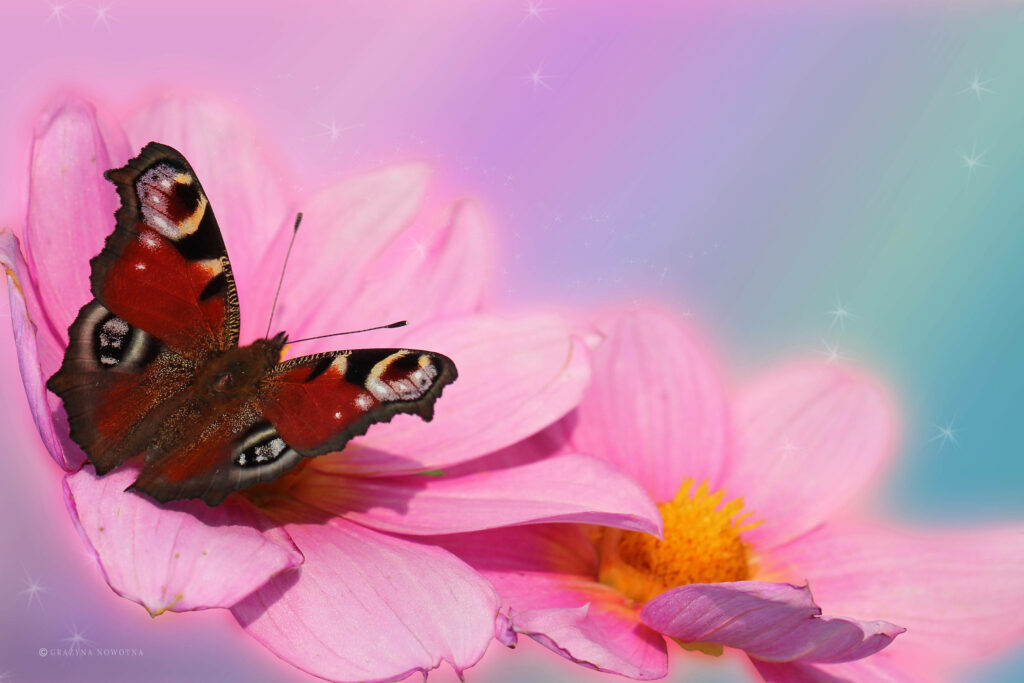 Pink Butterfly Bliss: A Stunning Red Butterfly Amidst Vibrant Pink Daisy Flowers Wallpaper