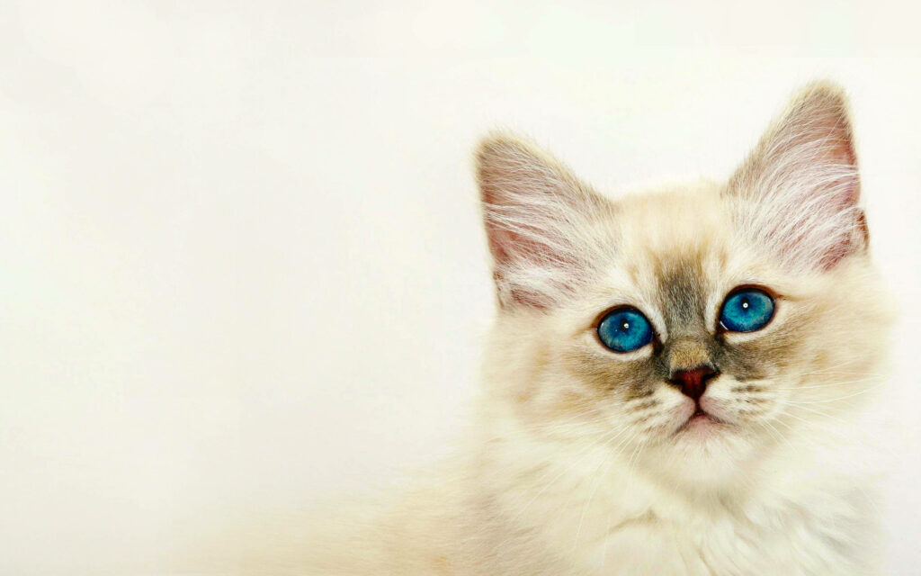 Innocence in Ivory: A Captivating Kitten Posing Gracefully on a Snowy Canvas Wallpaper
