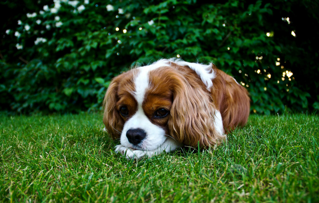 A Charming King Charles Spaniel Pup Enjoying a Sunny Day on the Lush Green Meadow Wallpaper