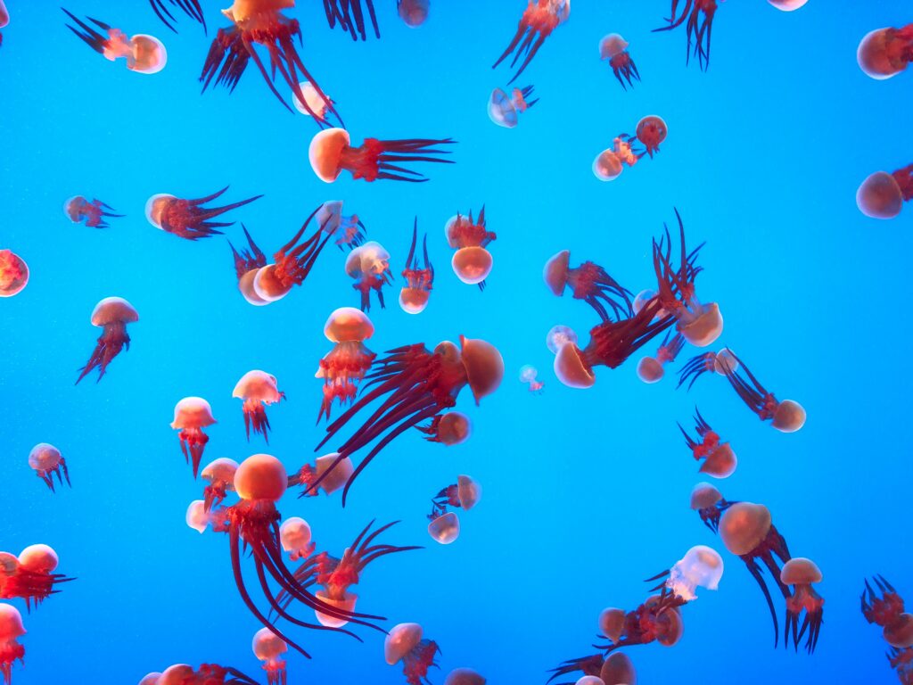 Enchanting Underwater Jellyfish Wallpaper - Ethereal Ocean Background