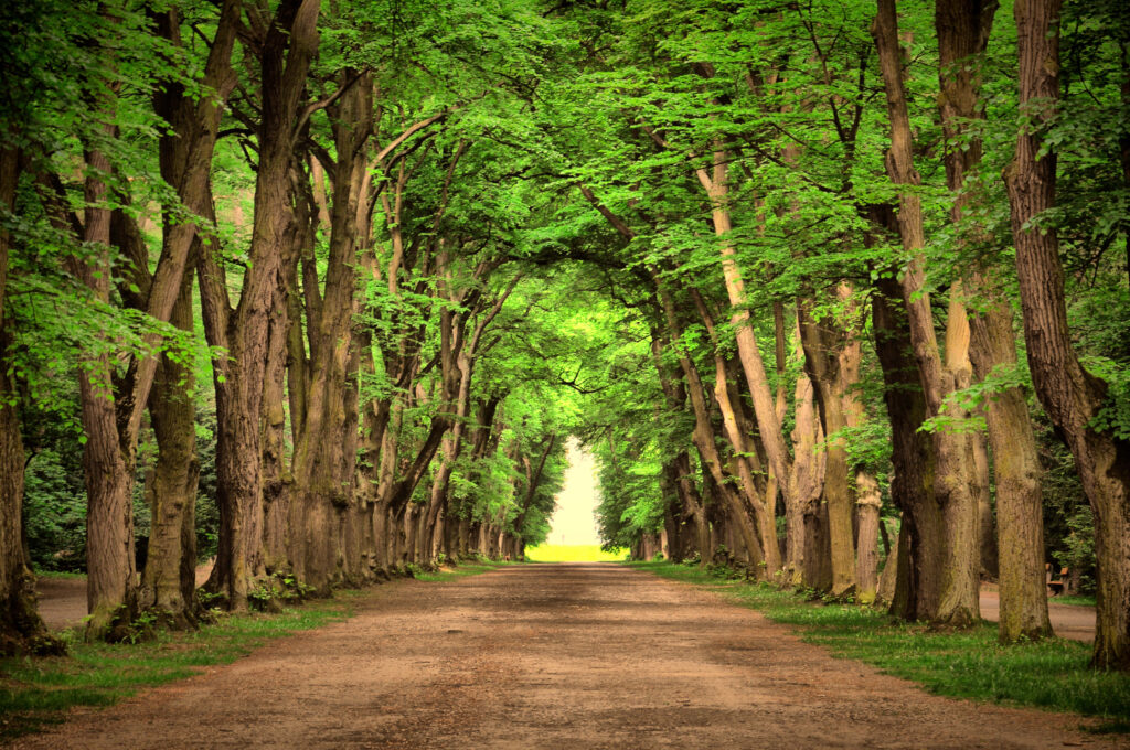 Enchanting Nature's Path: A Captivating Journey Through the Tunnel of Majestic Trees Wallpaper