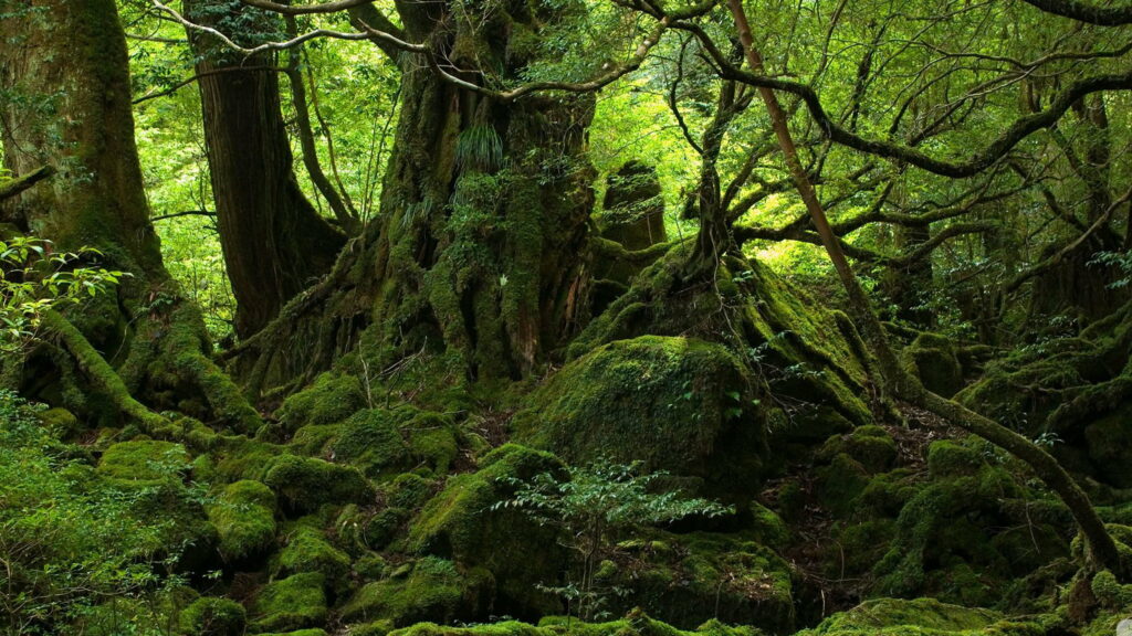 Lush Green Oasis: Captivating Algae-Clad Trees in Vibrant Jungle Setting - QHD Wallpaper