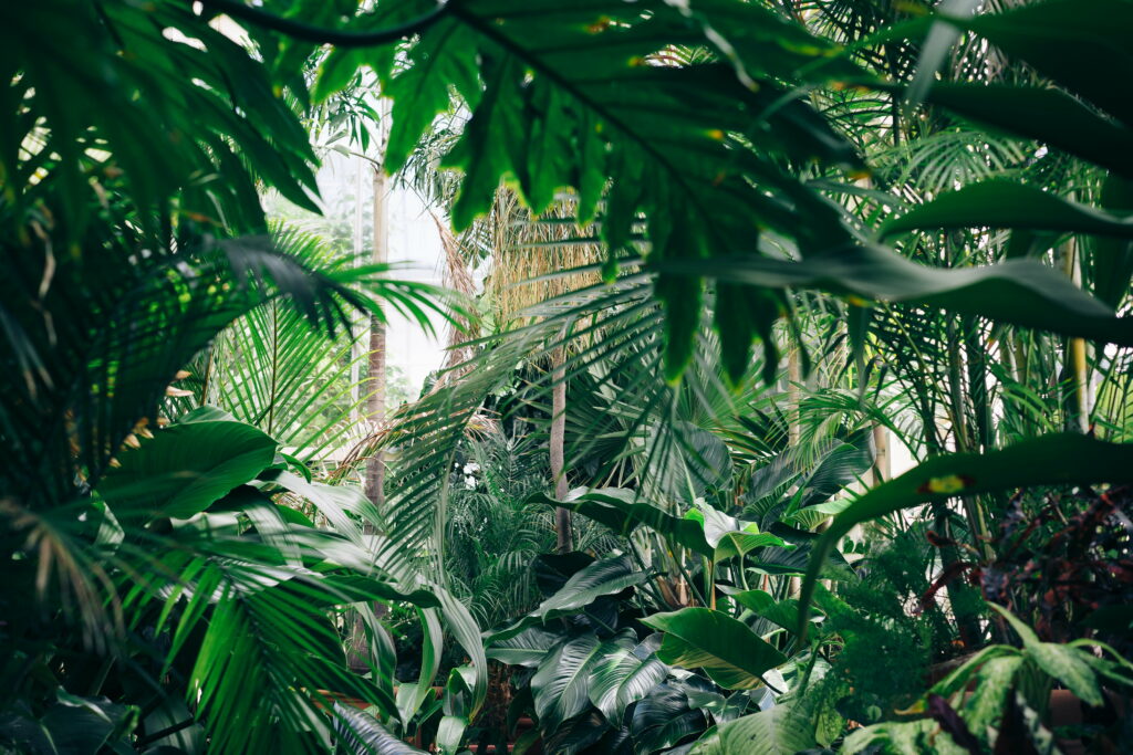 Enchanting Tropical Wilderness: Bonito Jungle's Breathtaking 5K Wallpaper