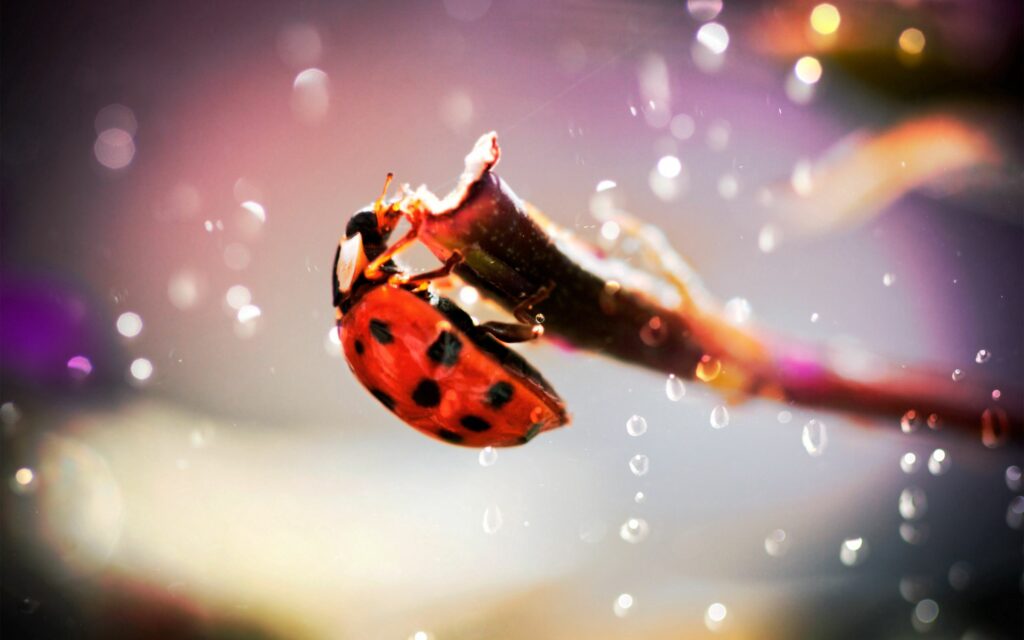 Enchanting Ladybug Wallpaper: Serene Plant Scene with Glowing Glares