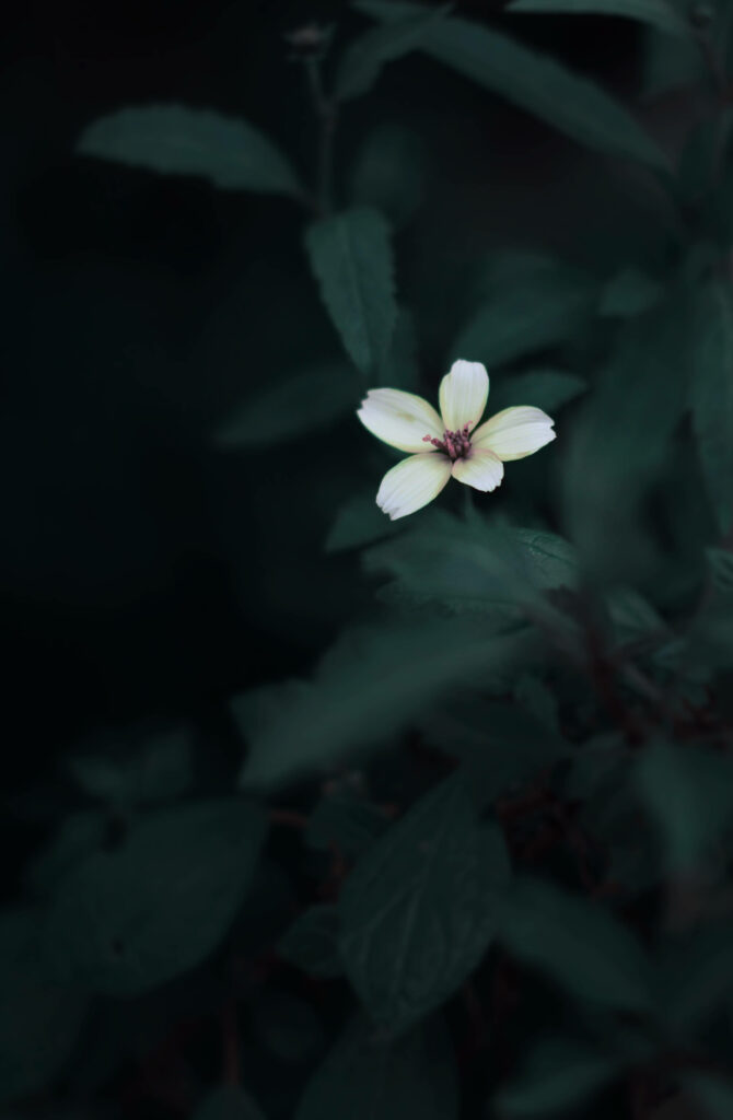 Delicate Light Flower Against Dark Green Background – Serene Aesthetic Wallpaper