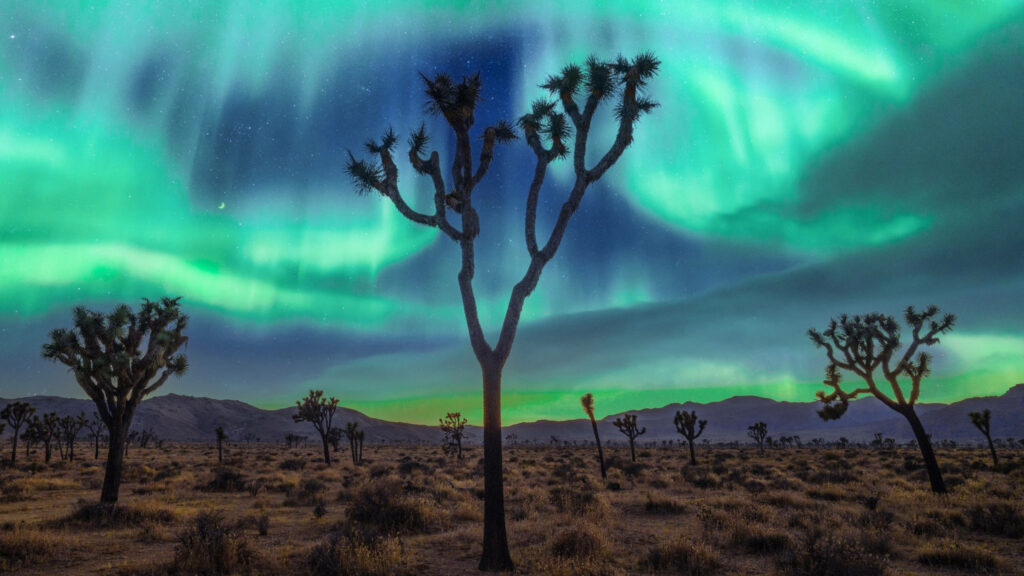 Enchanting Green Aurora at Joshua Tree: A Captivating 2560x1440 Nature Landscape Wallpaper