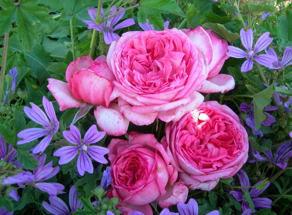 Vibrant Floral Wallpaper: Blooming Pink Roses & Purple Flowers
