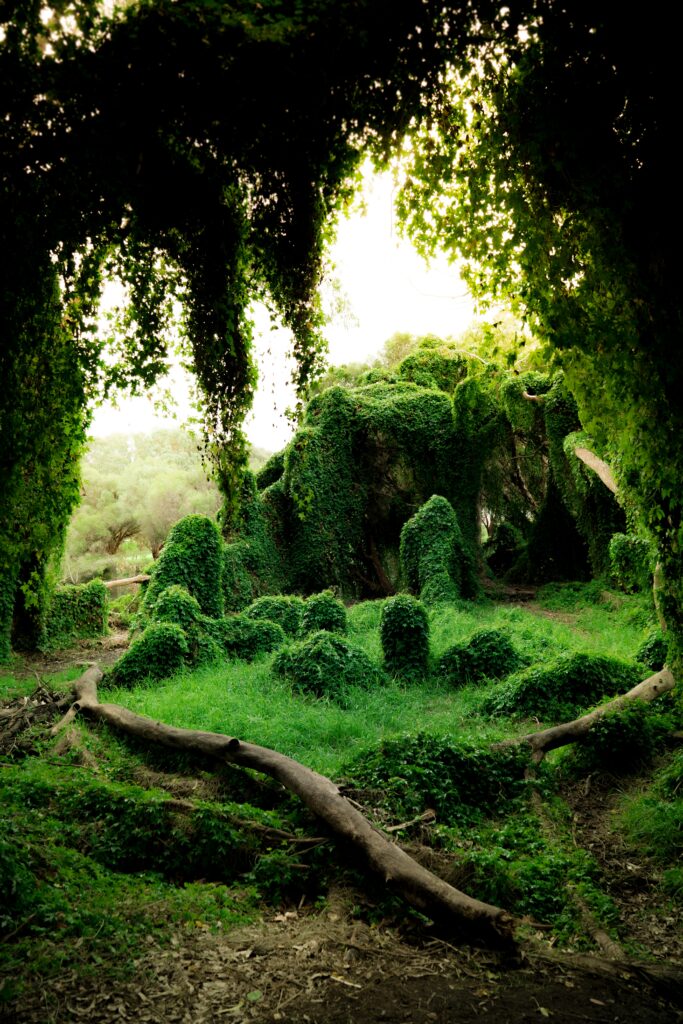 Lush green forest wallpaper with ivy-covered trees thick bushes and vibrant sunlit grass