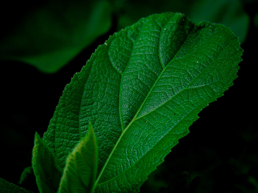 Enchanting Macro Capture of Vibrant Green Leaves on a Dark Background - Mesmerizing Black HD Wallpaper