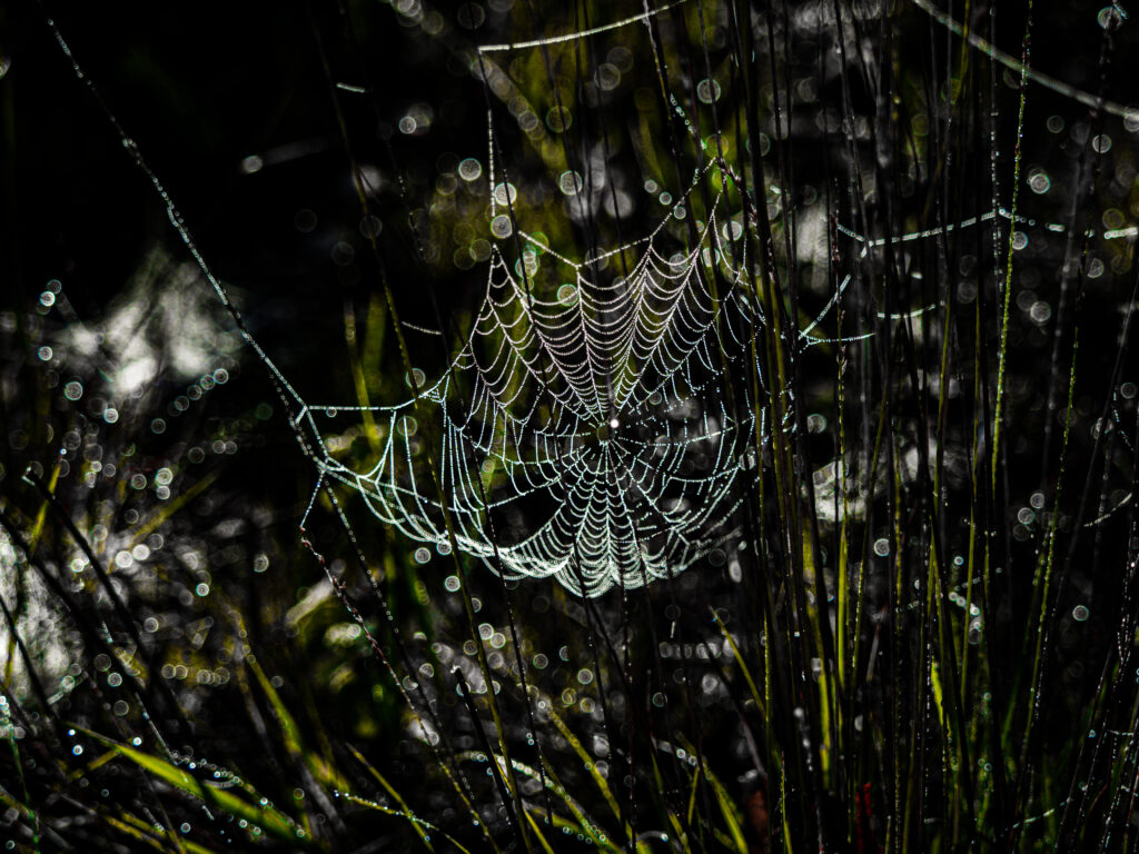 Serene Spider Web with Dew: Enchanting Macro Wallpaper Background
