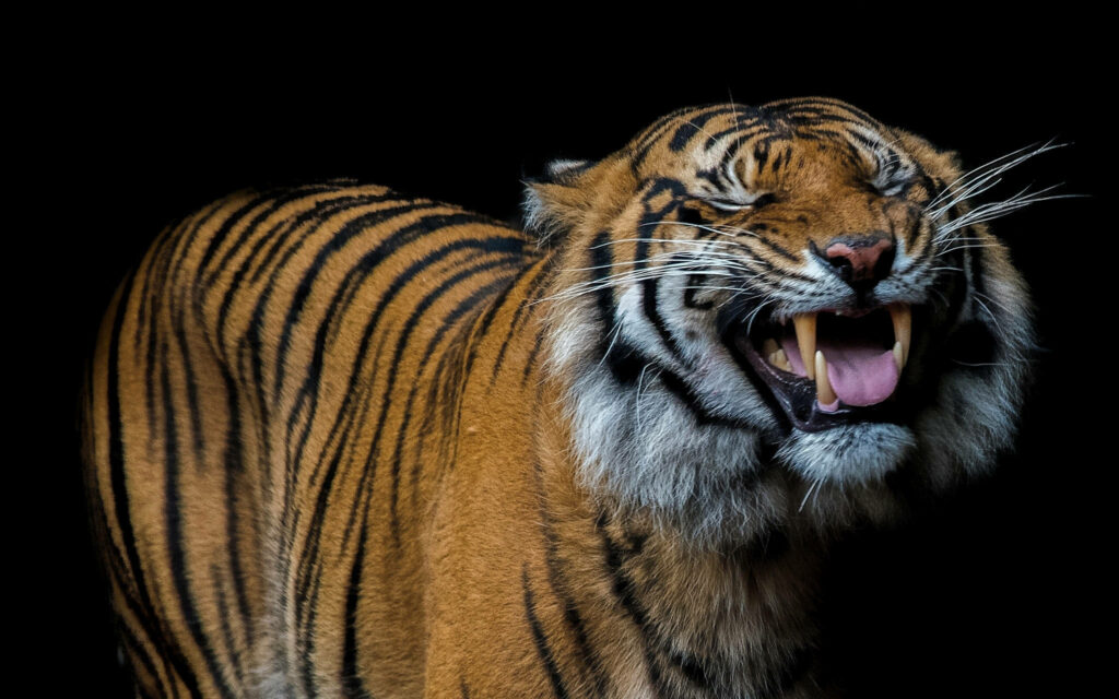 Uninhibited Happiness: Majestic Tiger Bares Its Joyful Grin in Picturesque Wilderness Wallpaper