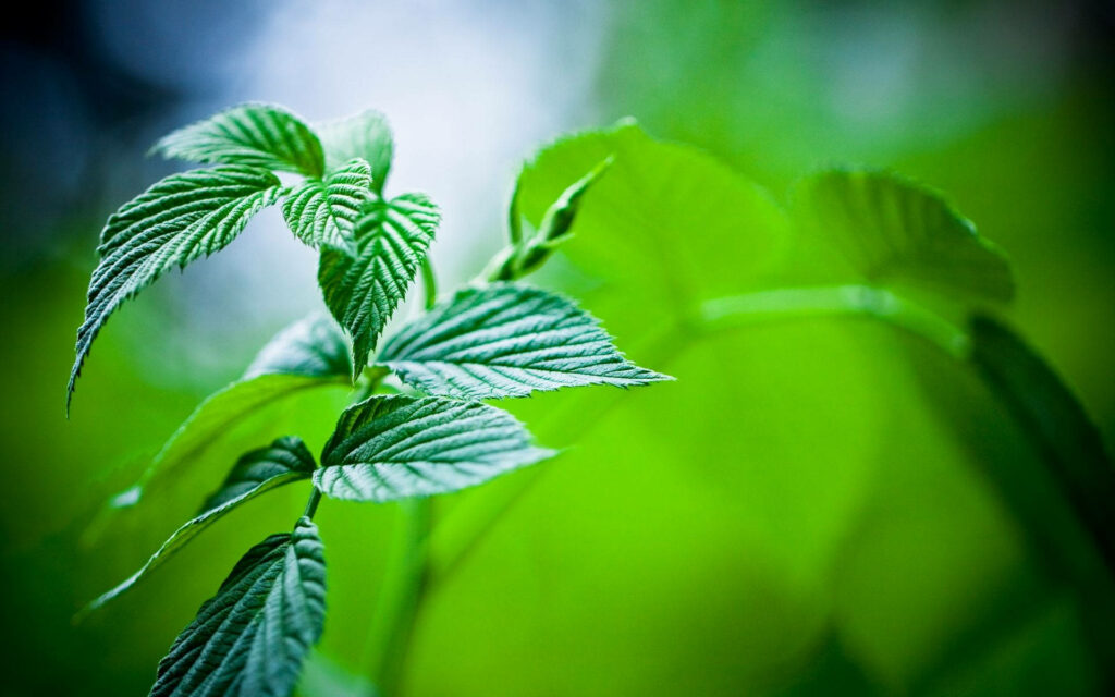 Minty Fresh: A Close-Up of a Petite Mint Green Plant against a Soft Wallpaper Background