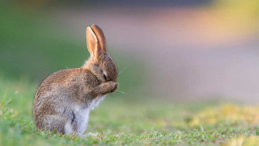Mystical Silver-Furred Bunny Basks in Spring's Delights Wallpaper
