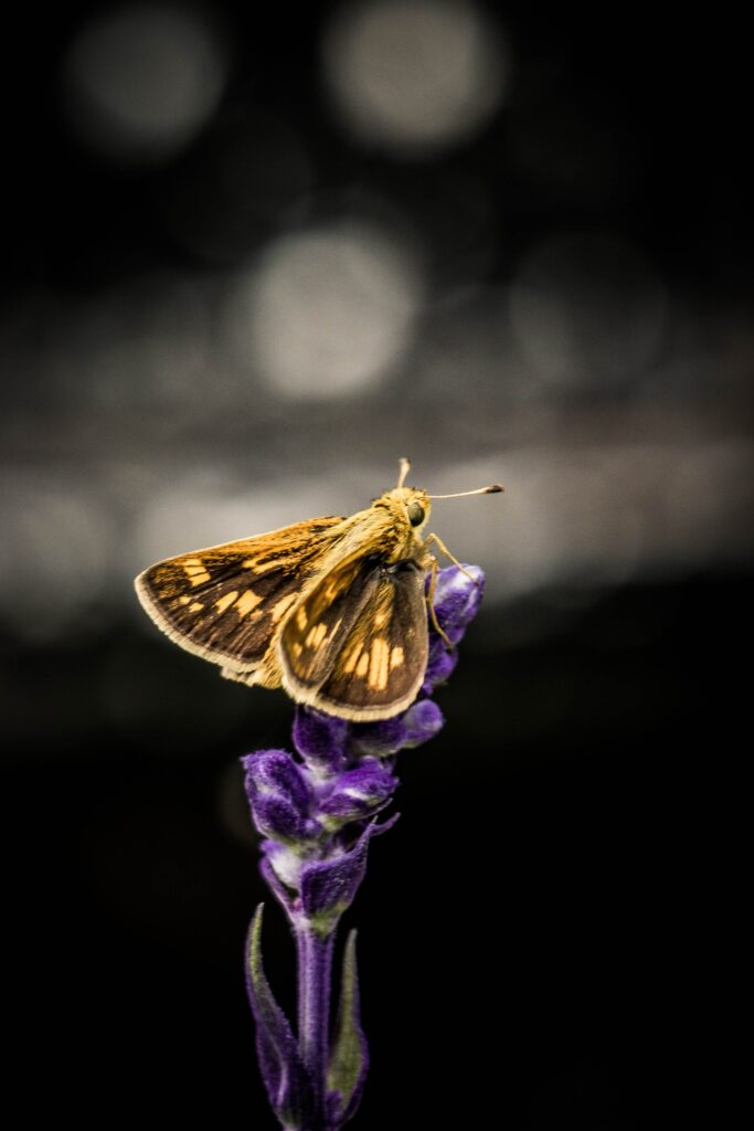 Enchanting Moth on Vibrant Flower: Stunning Close-Up Wallpaper