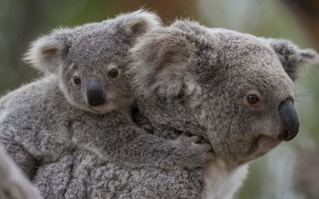 Mother Koala and Joey: Heartwarming Wallpaper in Lush Greenery