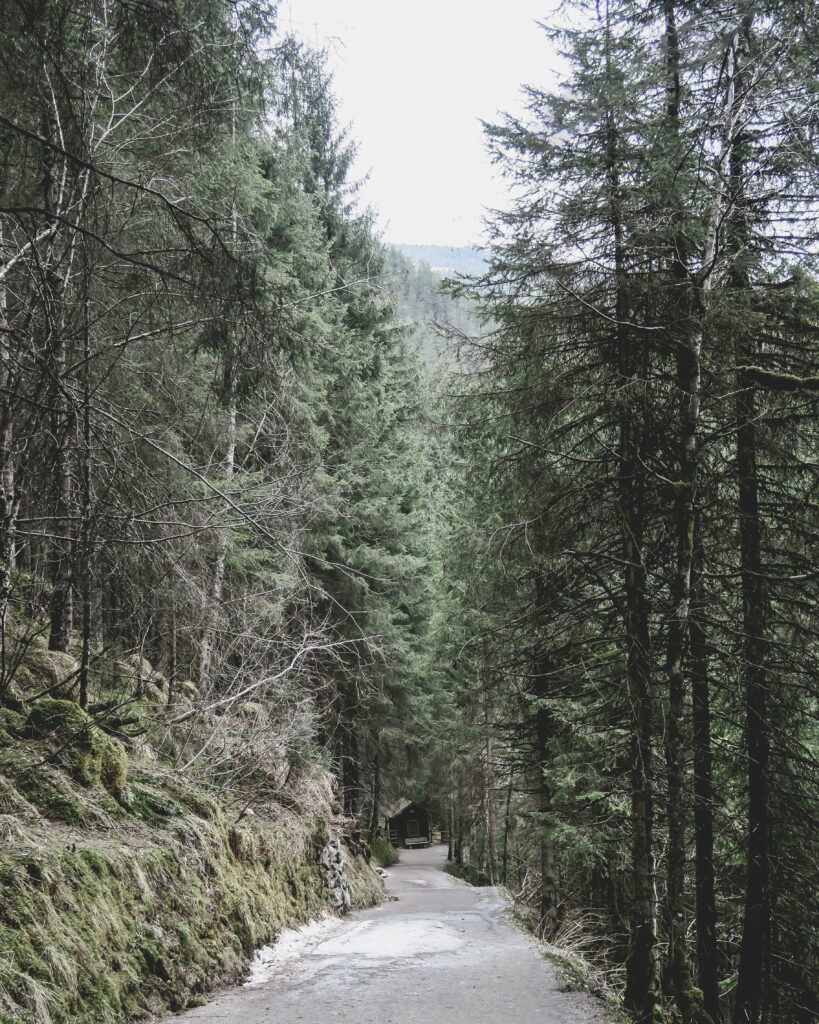 Tranquil Path: Majestic Trees lining the Scenic Road towards a Cozy House - HD Phone Wallpaper