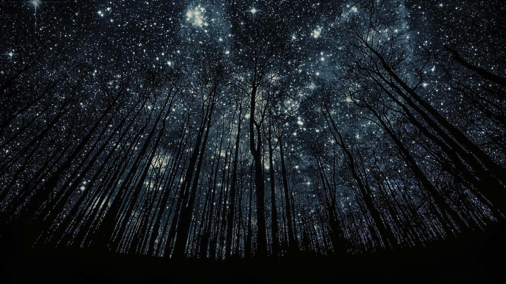 Starry Night Over Enchanting Forest: Captivating Background Imagery Wallpaper