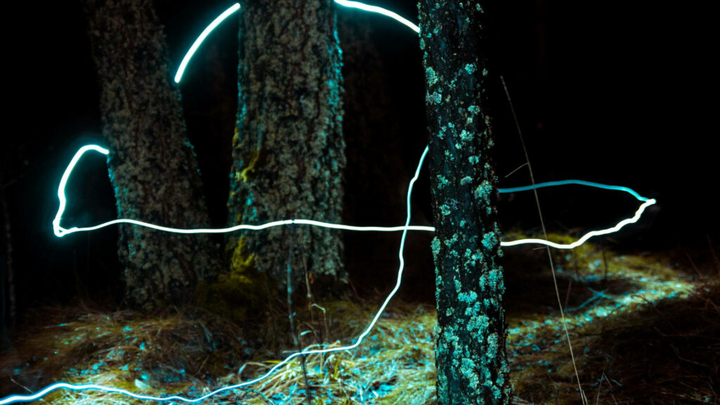 Enchanting Nighttime Forest Wallpaper with Ethereal Glow