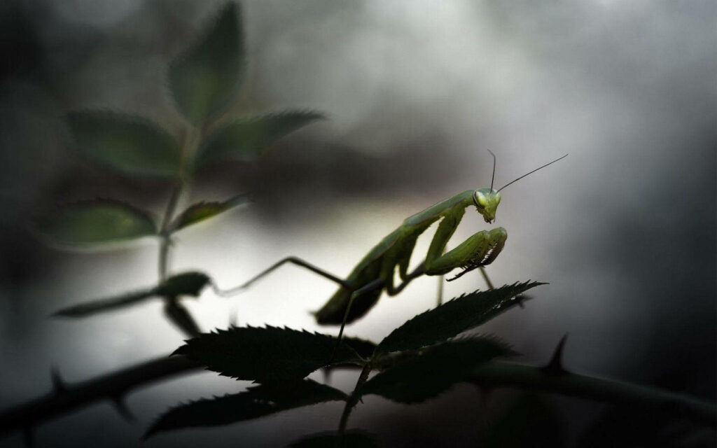 Nighttime Praying Mantis Wallpaper: Enchanting Dark Ambiance