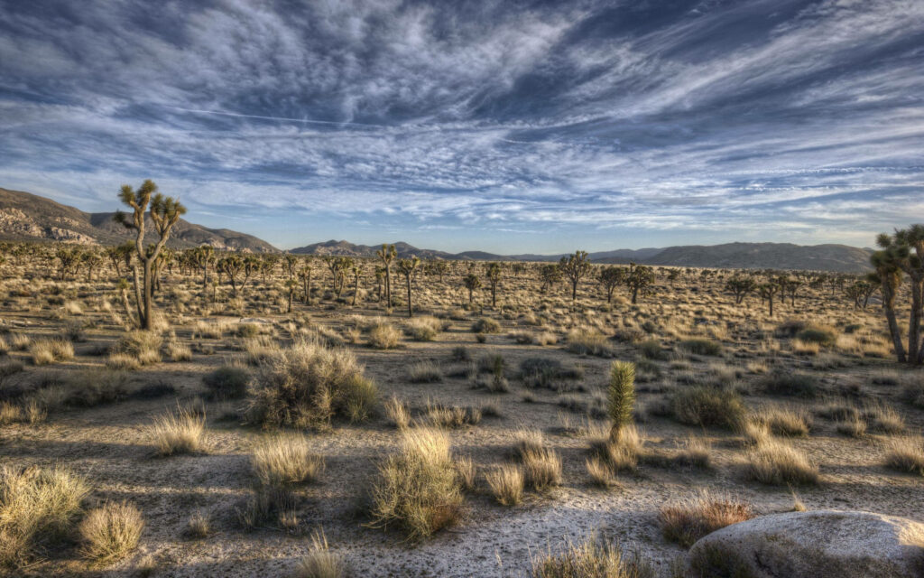 Majestic Landscape: Embracing the Serenity of Joshua Tree National Park Wallpaper