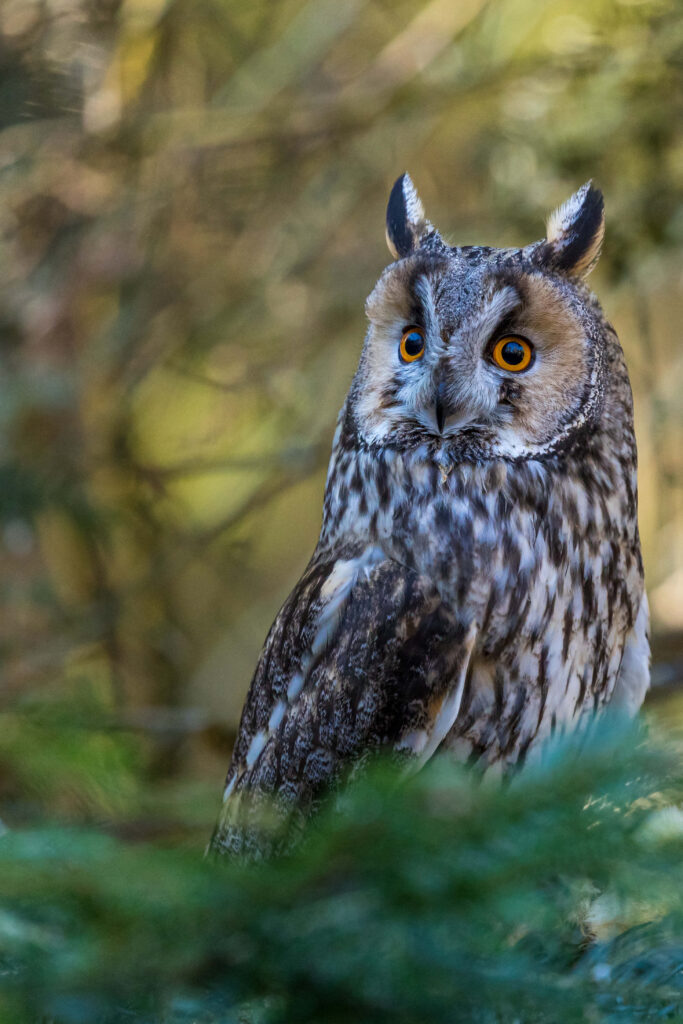 Cute Owl Wallpaper: Enchanting Nature Background with Vibrant Eyes
